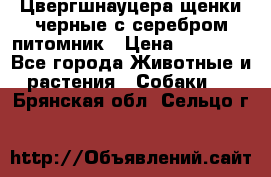 Цвергшнауцера щенки черные с серебром питомник › Цена ­ 30 000 - Все города Животные и растения » Собаки   . Брянская обл.,Сельцо г.